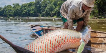 El paiche, uno de los pescados más grandes, alista su salida al mercado internacional