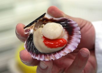 Concha de abanico: Perú tiene grandes chances de convertirse en el segundo exportador mundial