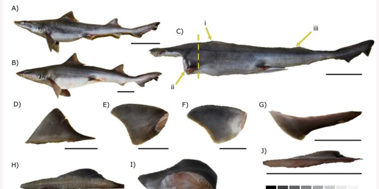 Científicos identifican las especies de tiburones más capturadas en el litoral peruano