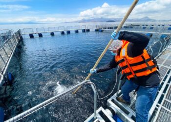 Innovación en Pesca y Acuicultura cofinanció 1,856 proyectos por S/ 374 millones