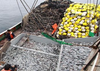 Conoce los requisitos a cumplir y hasta cuánto de crédito podrían recibir los armadores pesqueros