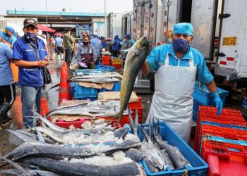 Produce estableció límite de pesca complementaria de jurel en 22,000 toneladas
