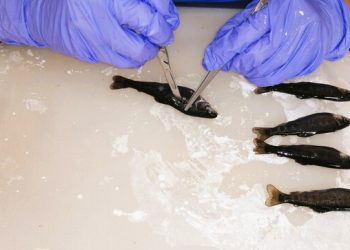 Cajamarca: realizaron control de enfermedades de peces en centros de producción acuícola