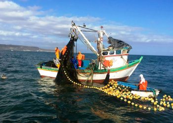 Perú dejó de exportar US$ 1,400 millones por suspensión de la primera temporada de pesca de anchoveta