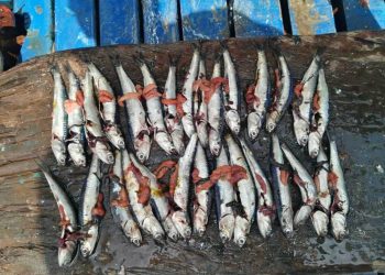 Habrá segunda temporada de pesca, pero será afectada por El Niño, según informe de Scotiabank