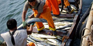 Senamhi alerta que presencia de onda Kelvin perjudica la pesca en el norte