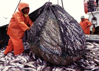 Segunda temporada de pesca permitirá activar compras a proveedores por S/ 1.349 millones, según la SNP