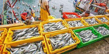 ADEX alerta que pesca caería 18 % si no se abre segunda temporada de anchoveta