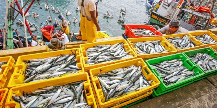 ADEX alerta que pesca caería 18 % si no se abre segunda temporada de anchoveta