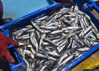 ¿El fenómeno del Niño impactará a la pesca hasta el 2024?