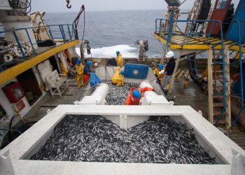 ComexPerú: es imperativo adelantar la segunda temporada de pesca de anchoveta