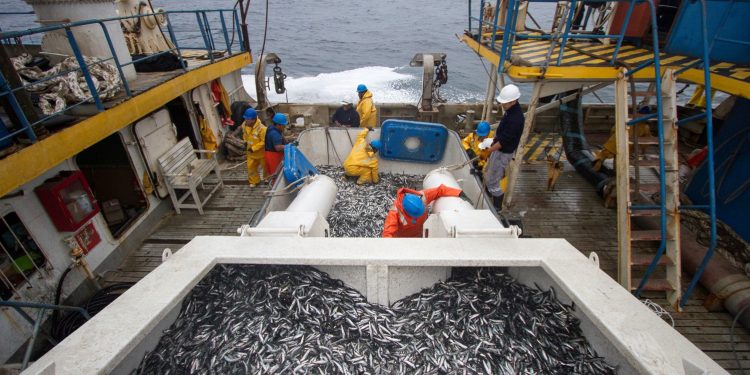 ComexPerú: es imperativo adelantar la segunda temporada de pesca de anchoveta
