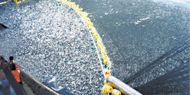 Se mantiene la incertidumbre sobre el inicio de la segunda temporada de pesca de anchoveta