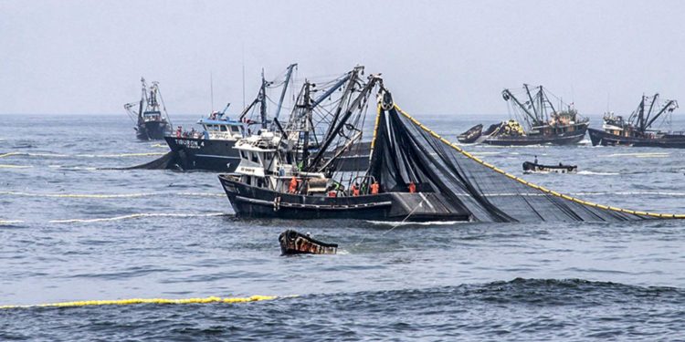Unen fuerzas: Dicapi y Sanipes realizarán vigilancia de recursos marítimos