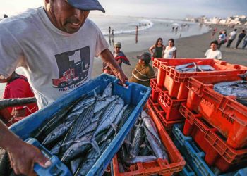 Envíos de pesca para consumo humano directo se incrementaron 21.8%, reportó ADEX
