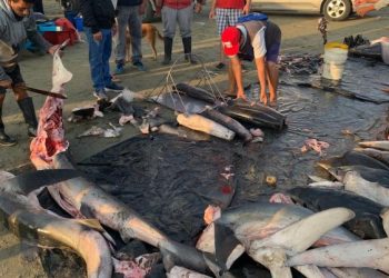 Comité Internacional critica a Ecuador por no evitar la pesca de tiburón