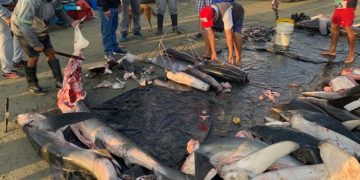 Comité Internacional critica a Ecuador por no evitar la pesca de tiburón