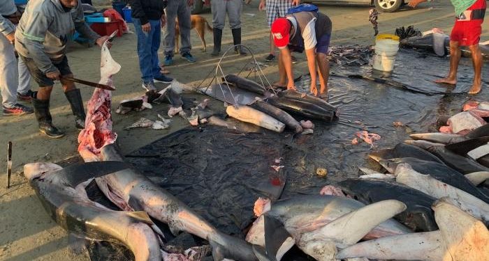 Comité Internacional critica a Ecuador por no evitar la pesca de tiburón