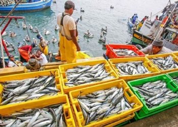 Fenómeno El Niño 2023: conoce los pescados y mariscos que estarán disponibles estos meses