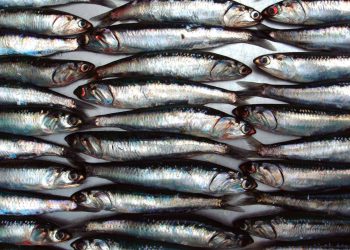 Armadores Industriales insisten en ampliar a 30% la cuota de juveniles en la pesca de anchoveta