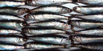 Armadores Industriales insisten en ampliar a 30% la cuota de juveniles en la pesca de anchoveta