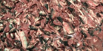 Ensilado de residuos de pescado en dietas para animales: Una alternativa amigable con el medio ambiente