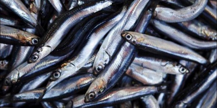 Produce anunció que no se modificará talla mínima de anchoveta ni se aumentará cuota de pesca