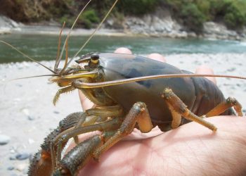 Arequipa: temporada de pesca de camarón de río se extenderá hasta el 2 de enero de 2024