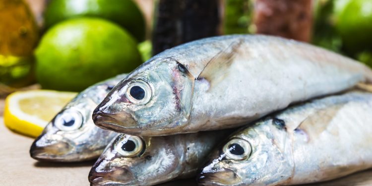 Ministerio de la Producción estableció límite de pesca del jurel: ¿cuál es y a qué embarcaciones aplica?