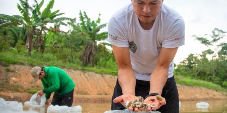Proyecto «Tres cochas» siembra 62,500 peces amazónicos en tres lagunas de Ucayali