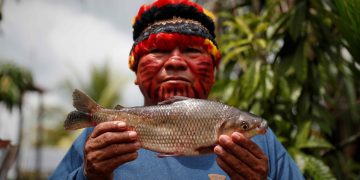 Peces amazónicos: científicos peruanos optimizarán reproducción con modernas técnicas