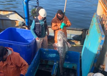 Establecieron cuota de pesca para bacalao de profundidad: ¿a cuántas toneladas?