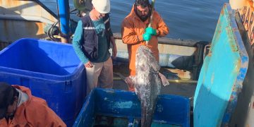 Establecieron cuota de pesca para bacalao de profundidad: ¿a cuántas toneladas?