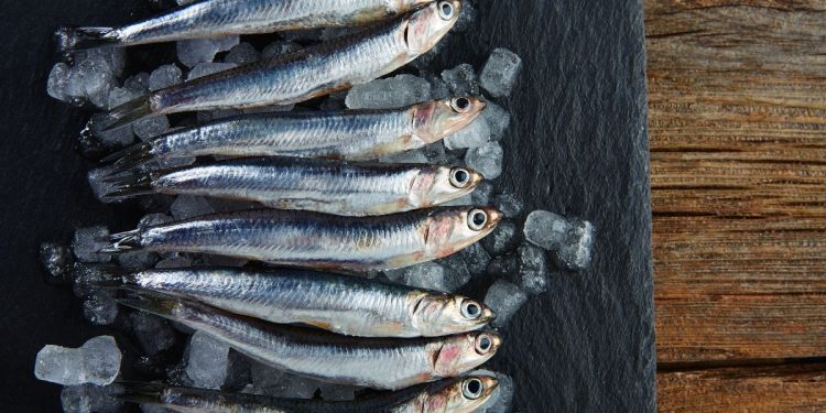 Oceana Perú: Captura de anchoveta registra más de 100 áreas cerradas