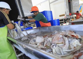 Exportación de pesca para consumo humano directo crece 15.4%, reportó ADEX