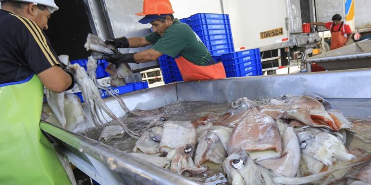Exportación de pesca para consumo humano directo crece 15.4%, reportó ADEX