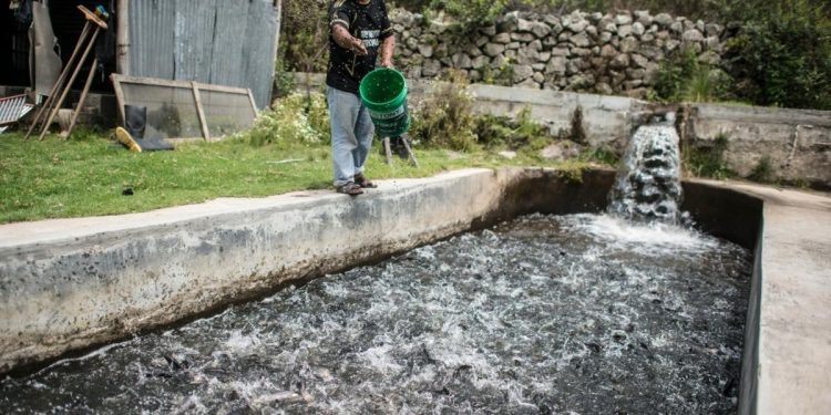 FONDEPES capacitó a más de 51 mil productores acuícolas de forma virtual desde el 2020