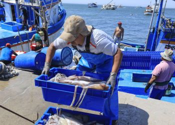 Calamasur apoya pesca sostenible del calamar gigante en la región