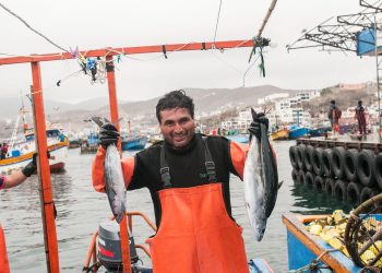 Fondepes capacitará a pescadores artesanales de seis regiones durante este mes