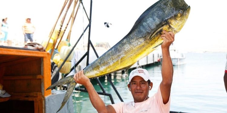 10 mil toneladas: ese es el  límite de captura complementario de perico que estableció el Produce