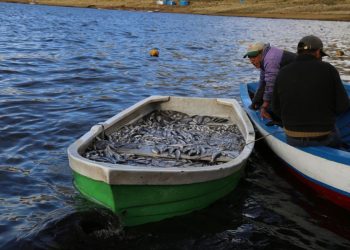 Puno: La veda reproductiva del ispi va hasta el 30 de abril