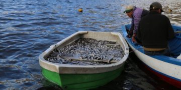 Puno: La veda reproductiva del ispi va hasta el 30 de abril