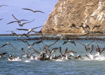 Actores de Hollywood y científicos piden al gobierno proteger áreas marinas del Perú