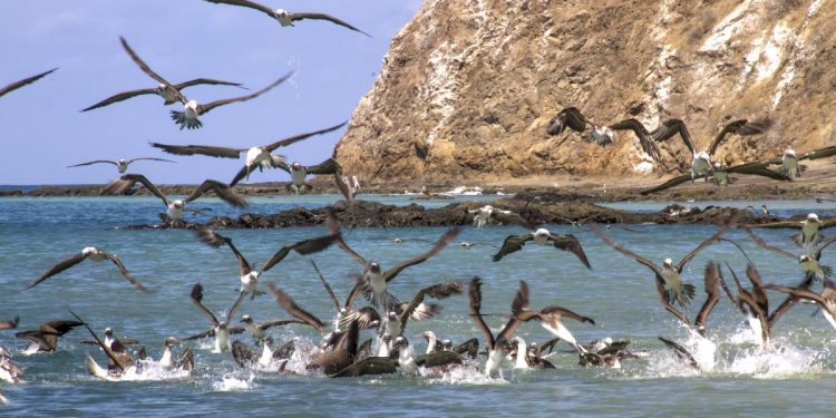 Actores de Hollywood y científicos piden al gobierno proteger áreas marinas del Perú