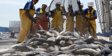 ¿Buenos tiempos para el sector pesquero? Tras dos años en rojo, tendría un rebote de 17.5% este 2024