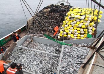 Macroconsult: Es importante adoptar medidas urgentes para reactivar la pesca industrial en el sur
