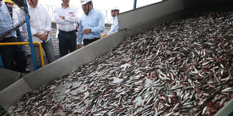 Pesca de anchoveta: segunda temporada 2023 no será considerada para cumplir 80% del límite de captura