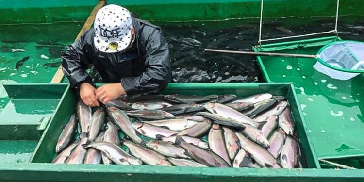 Huánuco: Ministerio de la Producción estableció veda reproductiva para la trucha arco iris
