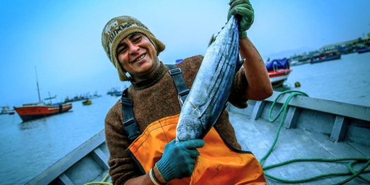 INFORME | Una década esperando la ley que proteja el mar que produce la mayoría del pescado que se consume en Perú