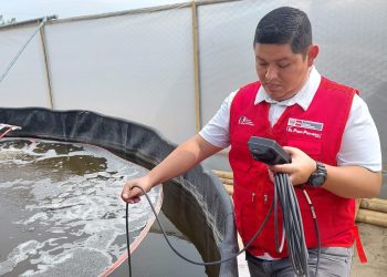 Piura: Desarrollan cultivo de langostino a través de sistema simbiótico innovador